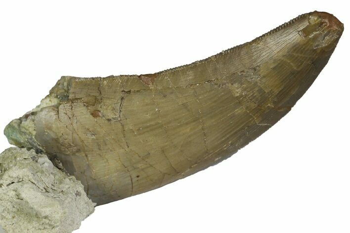 Rare, Serrated, Megalosaurid (Marshosaurus) Tooth - Colorado #173070